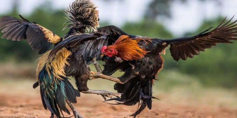 Các loại hình đá gà 58WIN phổ biến nhất hiện nay