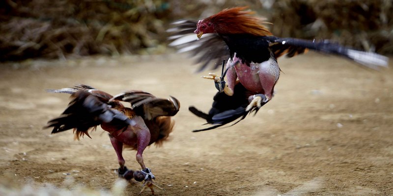 Tại sao nên lựa chọn cá cược đá gà 58WIN