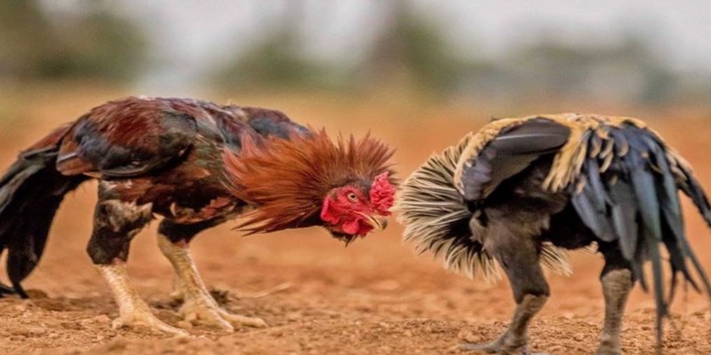 Các chiến lược cá cược đá gà giúp bạn thắng lớn 