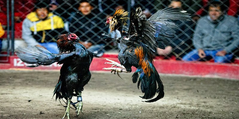 Các giống gà trong trận đấu nổi bật tại 58WIN 